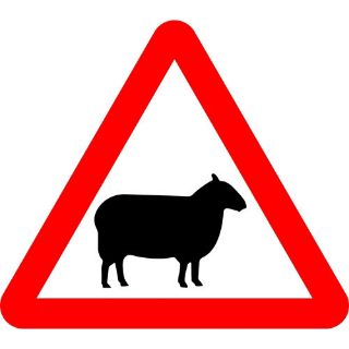 Picture of " Warning- Sheep" Sign 